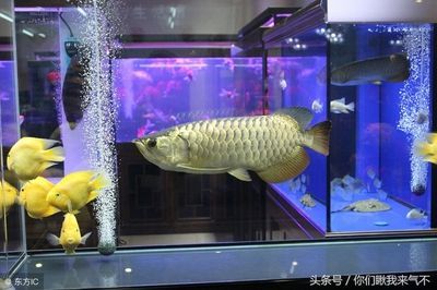 大型金龍魚