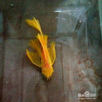 女王大帆魚苗適宜水溫調節方法，女王大帆魚苗的適宜水溫調節方法 女王大帆魚苗適宜水溫調節方法，女王大帆魚苗的適宜水溫調節方法 龍魚百科 第4張