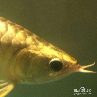 女王大帆魚苗適宜水溫調節方法，女王大帆魚苗的適宜水溫調節方法 女王大帆魚苗適宜水溫調節方法，女王大帆魚苗的適宜水溫調節方法 龍魚百科 第5張