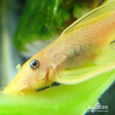 女王大帆魚苗適宜水溫調節方法，女王大帆魚苗的適宜水溫調節方法 女王大帆魚苗適宜水溫調節方法，女王大帆魚苗的適宜水溫調節方法 龍魚百科 第3張