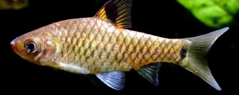 女王大帆魚苗適宜水溫調節方法，女王大帆魚苗的適宜水溫調節方法 女王大帆魚苗適宜水溫調節方法，女王大帆魚苗的適宜水溫調節方法 龍魚百科 第2張