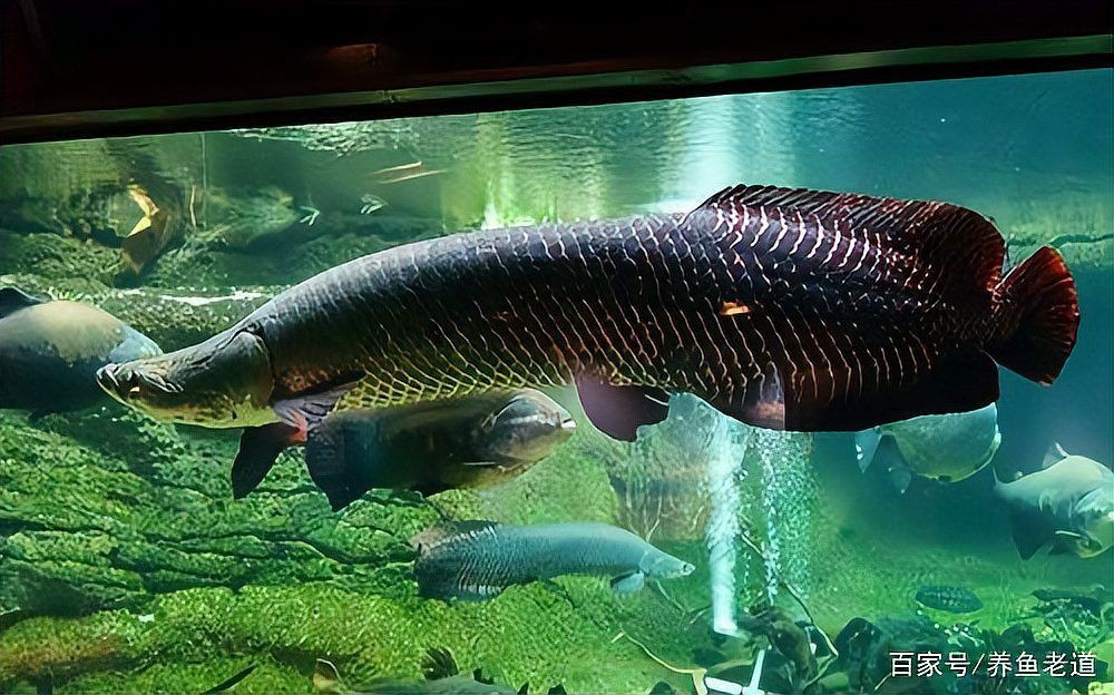 50cm的魚缸可以養銀龍魚嗎