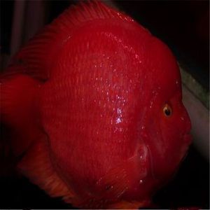 紅龍魚的混養技巧：混養紅龍魚的注意事項