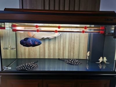 紅龍魚的混養技巧：混養紅龍魚的注意事項