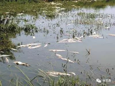 如何判斷魚是否患有細菌性魚病？ 如何判斷魚是否患有細菌性魚病？ 龍魚百科 第5張