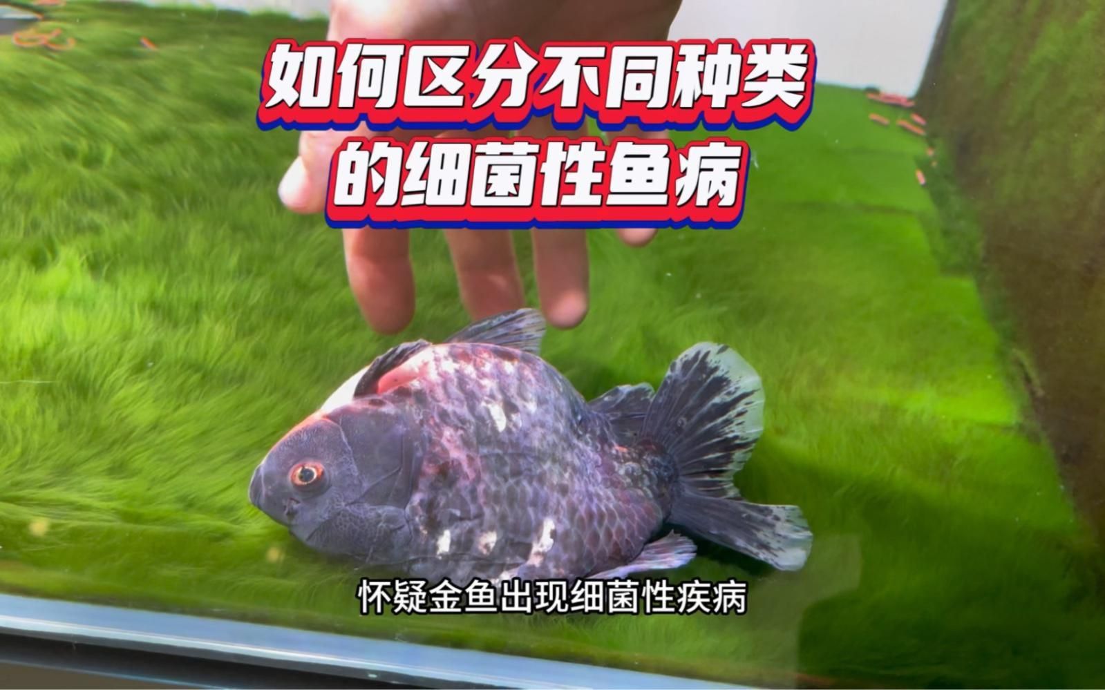 如何判斷魚是否患有細菌性魚病？ 如何判斷魚是否患有細菌性魚病？ 龍魚百科 第2張