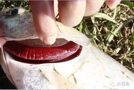 如何判斷魚是否患有細菌性魚病？ 如何判斷魚是否患有細菌性魚病？ 龍魚百科 第3張