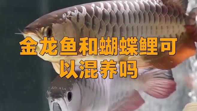 蝴蝶鯉能和金龍魚一起養嗎怎么養
