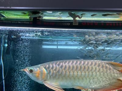 龍魚為什么只能養單數：龍魚養殖風水學原理探究