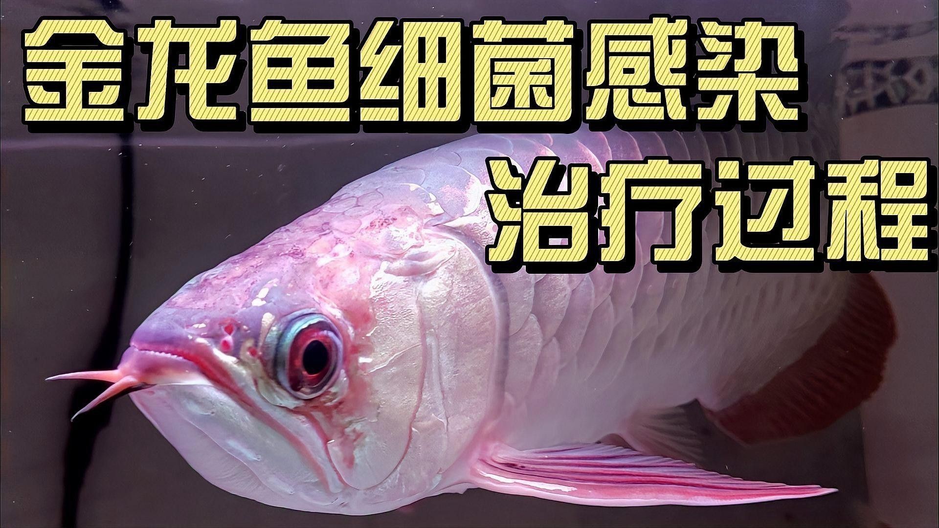 金龍魚感染后應該如何治療？