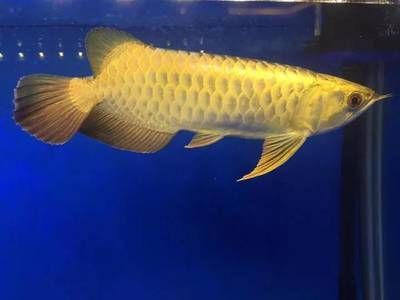 頂級龍魚批發商是誰：哪家公司是頂級龍魚批發商？