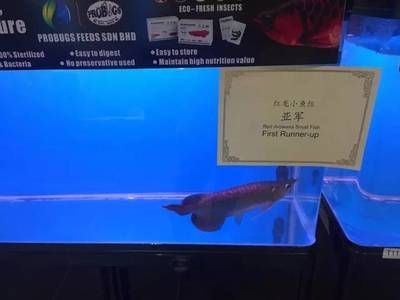 頂級龍魚批發商是誰：哪家公司是頂級龍魚批發商？