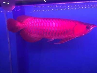 頂級龍魚批發商是誰：哪家公司是頂級龍魚批發商？