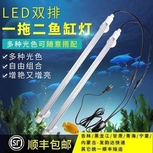 龍魚用什么燈好養護：龍魚養護需選用特定燈具，如白管燈光適用于金龍系龍魚