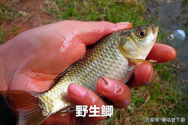 鯉鯽和普通鯽魚哪個好