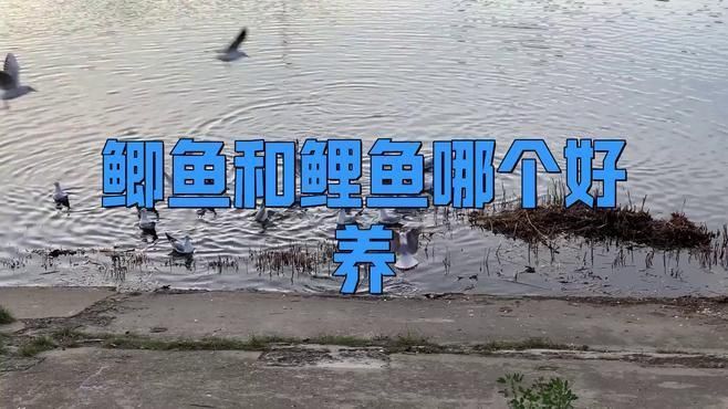 鯉鯽和普通鯽魚(yú)哪個(gè)好
