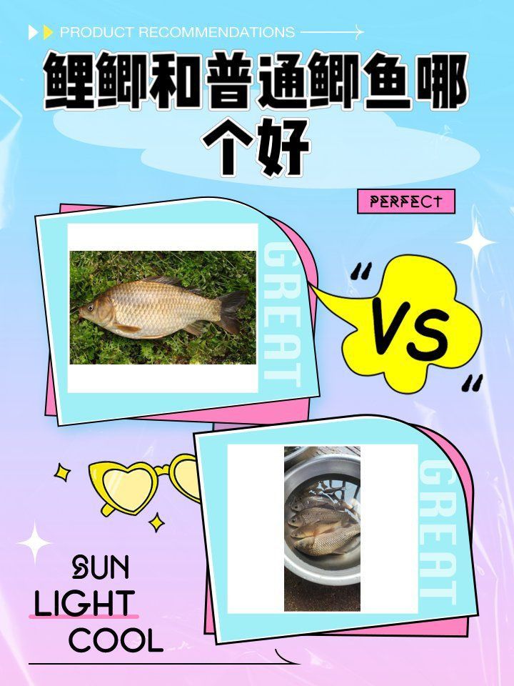 鯉鯽和普通鯽魚哪個好