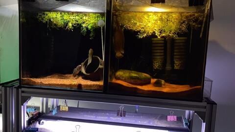 雷龍魚繁殖缸布置要點：雷龍魚繁殖缸如何布置