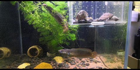雷龍魚(yú)繁殖缸布置要點(diǎn)：雷龍魚(yú)繁殖缸如何布置