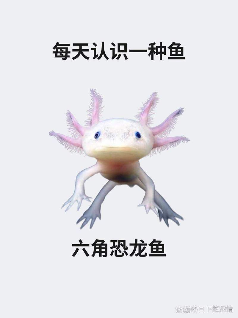 如何判斷六角龍是否需要消毒？