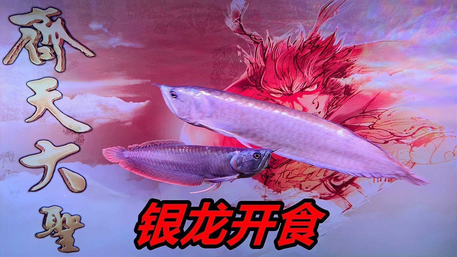 新手養銀龍魚教學方法