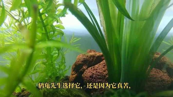 紅龍魚高清視頻下載大全最新版本（紅龍魚高清視頻下載大全最新版本）