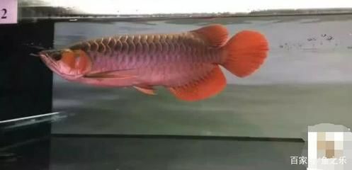 金龍魚混養好還是單養好：金龍魚混養與單養的優劣分析