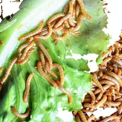 龍魚多久喂一次面包蟲：龍魚多久喂一次面包蟲是一個涉及魚類飼養細節的問題 龍魚多久喂一次面包蟲：龍魚多久喂一次面包蟲是一個涉及魚類飼養細節的問題 龍魚百科 第3張