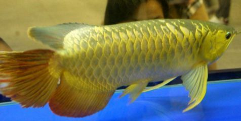 龍魚爛鱗的原因(導致龍魚爛鱗的原因有哪些?) 龍魚百科 第1張 龍魚爛鱗的原因(導致龍魚爛鱗的原因有哪些?) 龍魚爛鱗的原因(導致龍魚爛鱗的原因有哪些?) 龍魚百科 第1張