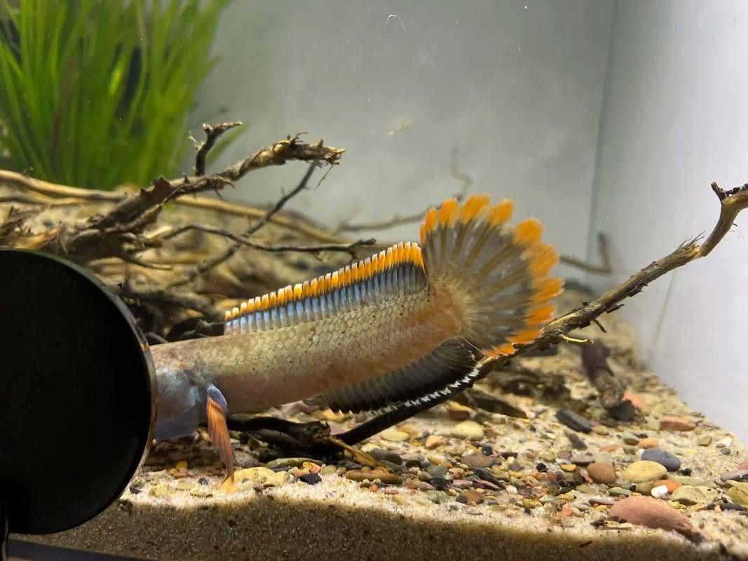 雷龍魚用什么顏色的燈光顏色好看