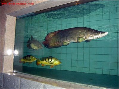 龍魚網站（龍魚之巔網站）