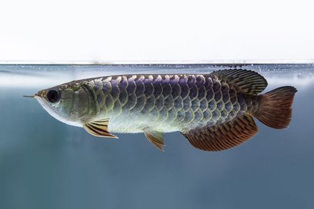 龍魚掃碼器,多協議寵物芯片手持閱讀機設置：龍魚掃碼器支持哪些芯片協議？