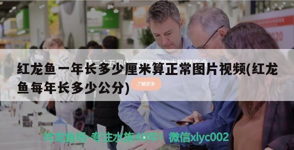 如何挑選小紅龍魚苗呢，小紅龍魚苗挑選小紅龍魚苗需要注意什么，小紅龍魚苗挑選技巧