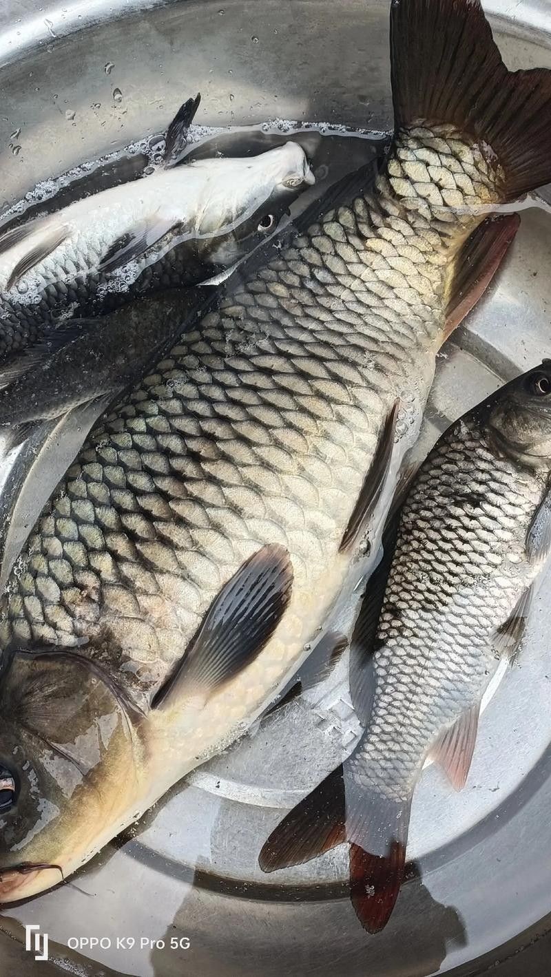龍魚可以吃銀魚嗎圖片大全