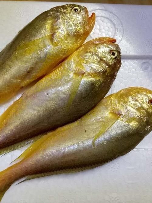 龍魚可以吃銀魚嗎圖片大全
