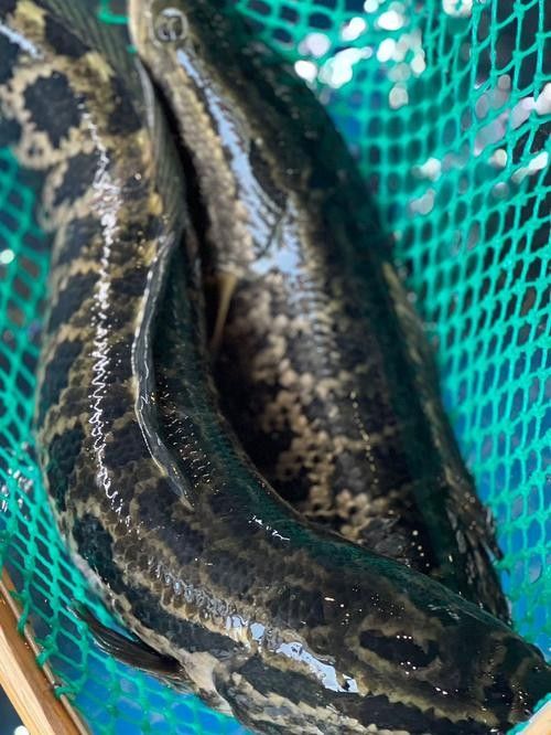 龍魚可以吃銀魚嗎圖片大全