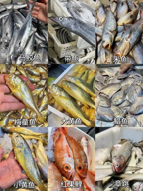 龍魚可以吃銀魚嗎圖片大全