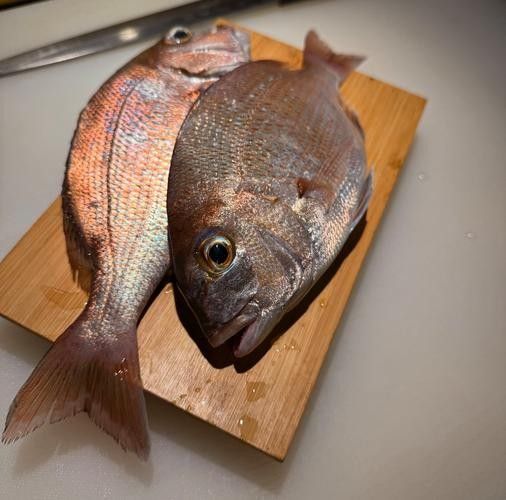 龍魚可以吃銀魚嗎圖片大全