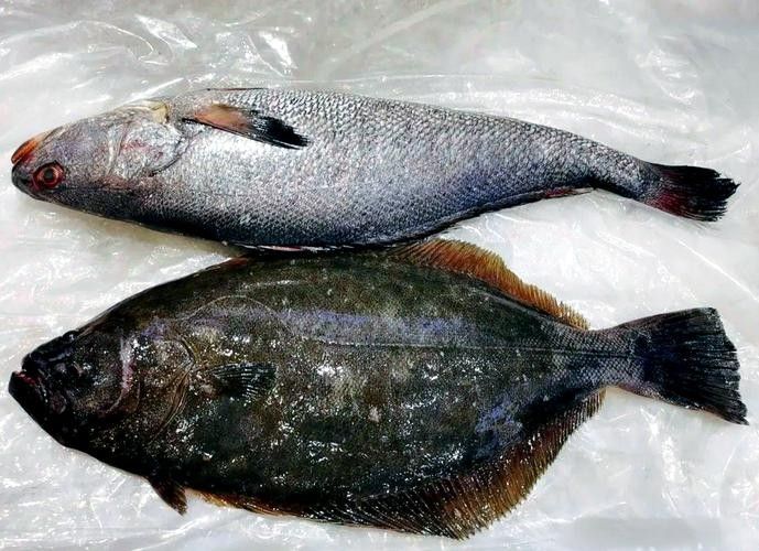 龍魚可以吃銀魚嗎圖片大全