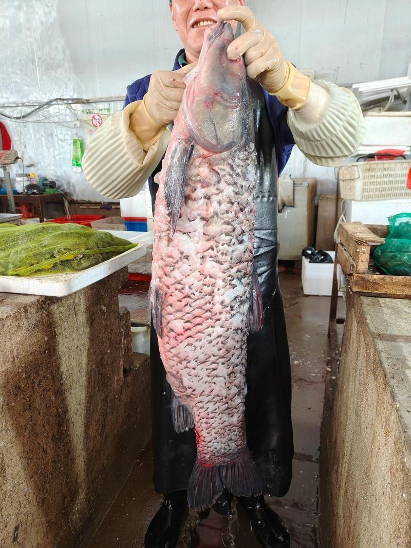龍魚可以吃銀魚嗎圖片大全