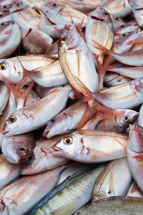 龍魚可以吃銀魚嗎圖片大全