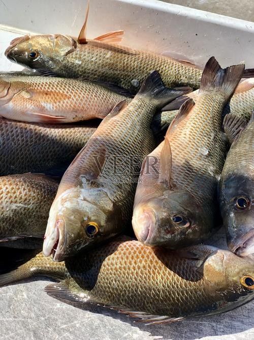 龍魚可以吃銀魚嗎圖片大全