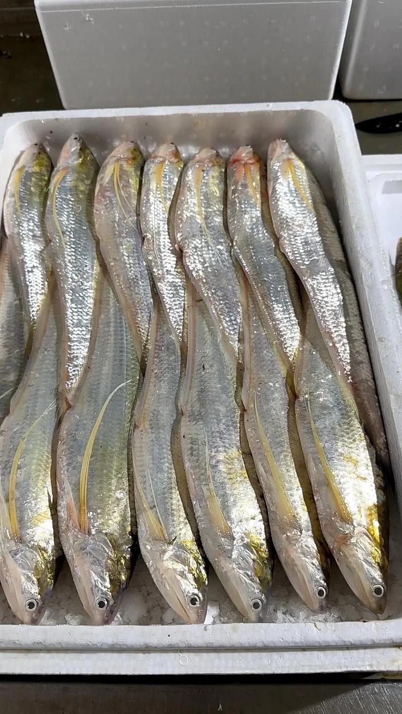 龍魚可以吃銀魚嗎圖片大全