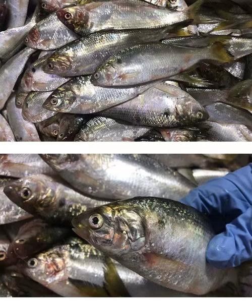 龍魚可以吃銀魚嗎圖片大全
