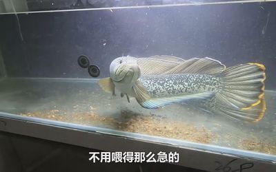巴卡雷龍魚能長多大的魚，巴卡雷龍魚是一種大型觀賞魚類，體長可達70厘米 巴卡雷龍魚能長多大的魚，巴卡雷龍魚是一種大型觀賞魚類，體長可達70厘米 龍魚百科 第2張