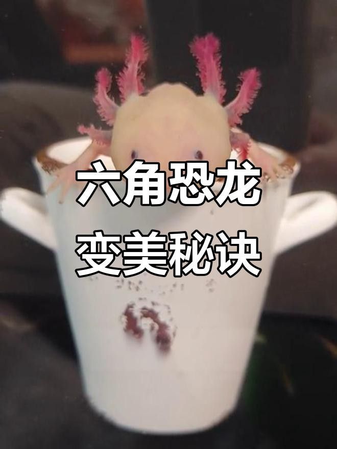 如何照顧六角龍魚的外鰓？