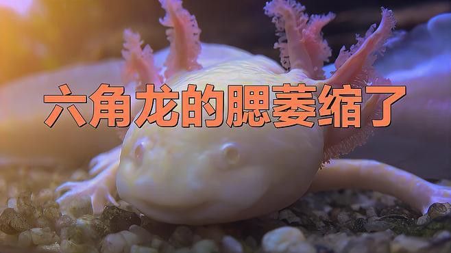如何照顧六角龍魚的外鰓？