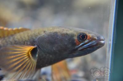 龍魚外寄和內(nèi)寄的癥狀有哪些區(qū)別圖片：龍魚外寄和內(nèi)寄的癥狀有哪些區(qū)別？