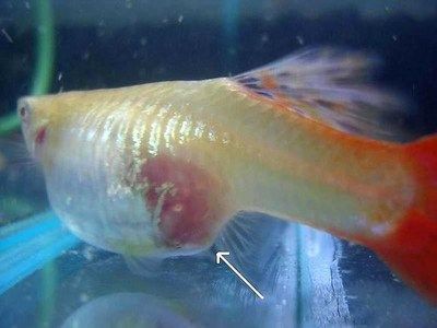 魚苗疾病治療的注意事項：在治療魚苗疾病時應注意的關鍵點，以確保養殖環境的穩定性和健康