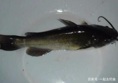 魚苗疾病治療的注意事項：在治療魚苗疾病時應注意的關鍵點，以確保養殖環境的穩定性和健康